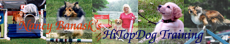 HiTopDog Logo Image